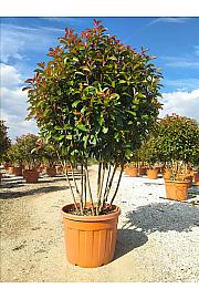Photinia Serr. Corallo C70 Lit. 125-150 cm (ZEL)
