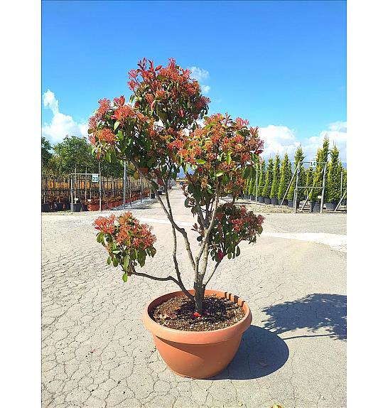 Photinia Serr. Corallo C80 Lit. 150-175 cm; Pon Pon (ZEL)