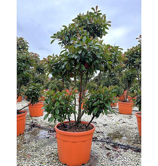 Photinia Serr. Corallo C90 Lit. 175-200 cm; Pon Pon (ZEL)