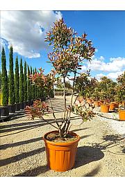 Photinia Serr. Louise C70 Lit. 175-200 cm; Pon Pon (ZEL)