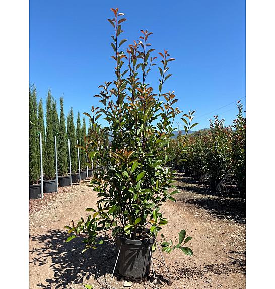 Photinia Serr. Red Robin  C33 Lit. 150-175 cm (ZEL)