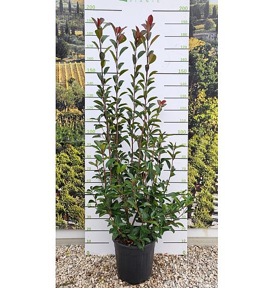 Photinia Serr. Red Robin C18 Lit. 125-150 cm (ZEL)