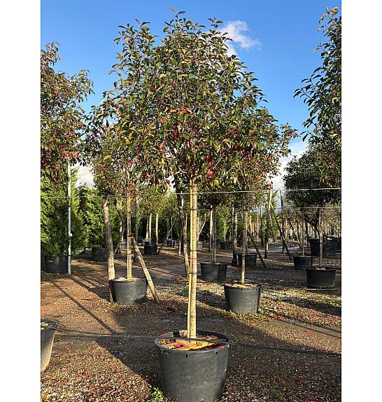 Photinia Serr. Red Robin C230 Lit. Na Steblu 200 cm; 18/20 cm (ZEL)