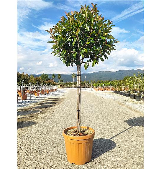 Photinia Serr. Red Robin C27 Lit. Na Steblu 100 cm; 8/10 cm (ZEL)