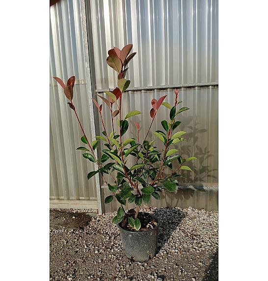 Photinia Serr. Red Robin C3 Lit. 40-60 cm (ZEL)