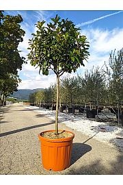 Photinia Serr. Red Robin C35 Lit. Na Steblu 100 cm; 10/12 cm (ZEL)