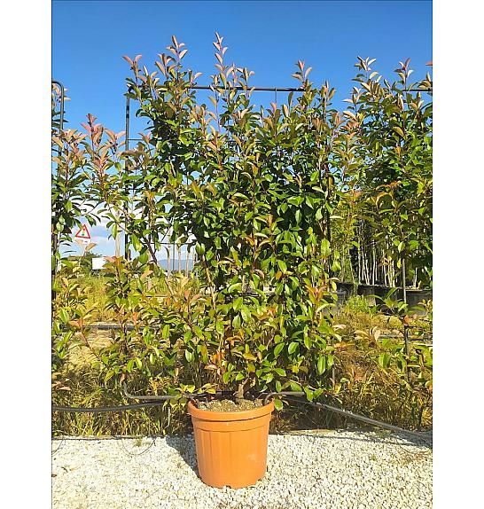 Photinia Serr. Red Robin C45 Lit. 175-200 cm; Špalir (ZEL)