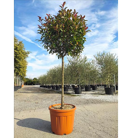 Photinia Serr. Red Robin C50 Lit. Na Steblu 100 cm; 12/14 cm; Krošnja 80/100 cm (ZEL)