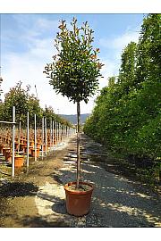 Photinia Serr. Red Robin C50 Lit. Na Steblu 175 cm; 10/12 cm (ZEL)