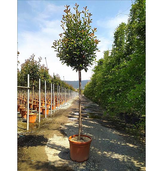 Photinia Serr. Red Robin C50 Lit. Na Steblu 175 cm; 10/12 cm (ZEL)