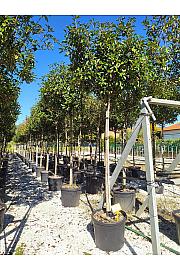 Photinia Serr. Red Robin C50 Lit. Na Steblu 200 cm; 12/14 cm (ZEL)