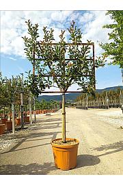 Photinia Serr. Red Robin C55 Lit. Na Steblu 100 cm; 10/12 cm (ZEL)