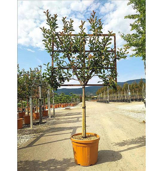 Photinia Serr. Red Robin C55 Lit. Na Steblu 100 cm; 10/12 cm (ZEL)