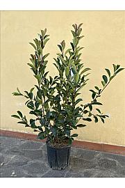 Photinia Serr. Red Robin C9 Lit. 80-100 cm (ZEL)