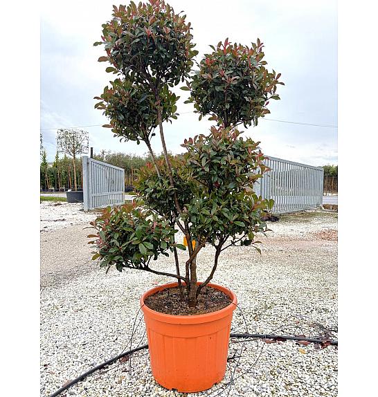 Photinia Serr. Red Robin Compatta  C90 Lit. 175-200 cm; Pon Pon (ZEL)