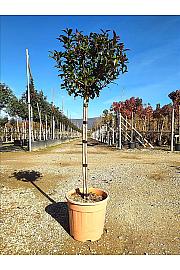 Photinia Serr. Red Robin Compatta C15 Lit. Na Steblu 100 cm; Krošnja 40/60 cm (ZEL)
