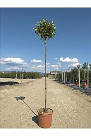 Photinia Serr. Red Robin Compatta C15 Lit. Na Steblu 175 cm; 4/6 cm (ZEL)