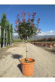 Photinia Serr. Red Robin Compatta C15 Lit. Na Steblu 50 cm (ZEL)