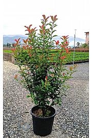 Photinia Serr. Red Robin Compatta C16 Lit. 100-125 cm (ZEL)