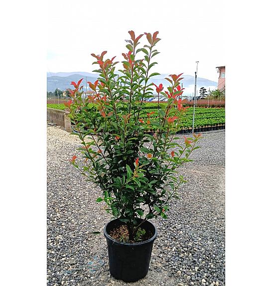 Photinia Serr. Red Robin Compatta C16 Lit. 100-125 cm (ZEL)