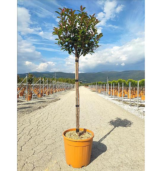Photinia Serr. Red Robin Compatta C18 Lit. Na Steblu 100 cm; Krošnja 30/40 cm (ZEL)
