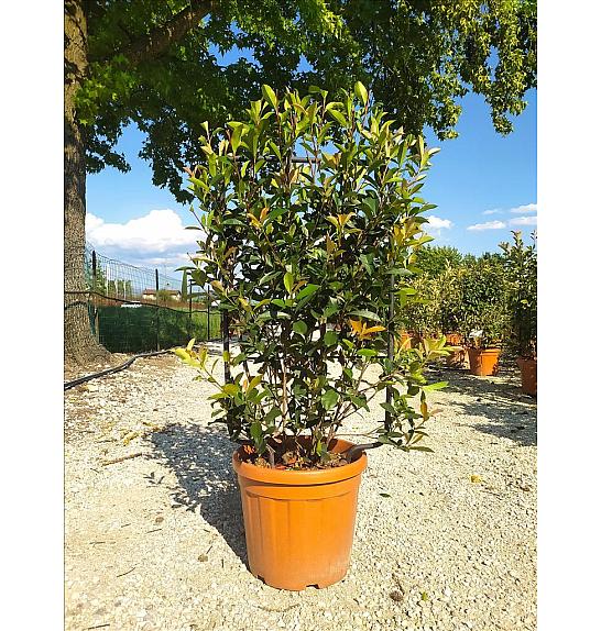 Photinia Serr. Red Robin Compatta C30 Lit. 80-100 cm; Špalir (ZEL)