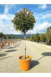 Photinia Serr. Red Robin Compatta C33 Lit. Na Steblu 100 cm; 8/10 cm (ZEL)