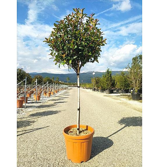 Photinia Serr. Red Robin Compatta C33 Lit. Na Steblu 100 cm; 8/10 cm (ZEL)
