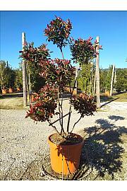 Photinia Serr. Red Robin Compatta C55 Lit. 175-200 cm; Pon Pon (ZEL)