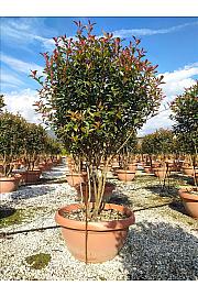 Photinia Serr. Red Robin Compatta C80 Lit. 125-150 cm (ZEL)