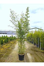 Phyllostachys Aurea C50 Lit. 300-350 cm (ZEL)
