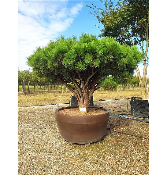 Pinus Densiflora Pend. C1250 Lit. 175-200 cm; Krošnja 200/250 cm (ZEL)