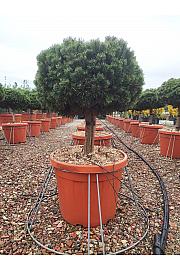 Pinus Mugo Benjamin C55 Lit. Na Steblu 50 cm (ZEL)