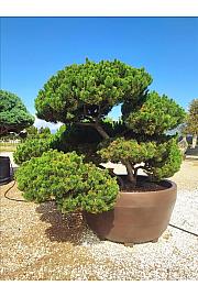 Pinus Mugo Gnom C1250 Lit. 175-200 cm; Krošnja 200/250 cm; Bonsai (ZEL)