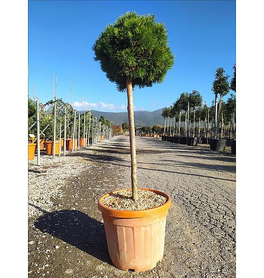 Pinus Mugo Mops C35 Lit. Na Steblu 100 cm; Krošnja 40/60 cm (ZEL)