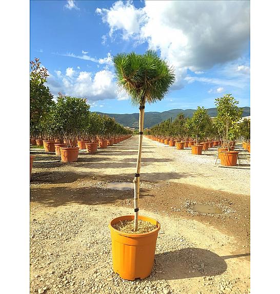 Pinus Nigra Brepo (R) C18 Lit. Na Steblu 100 cm (ZEL)