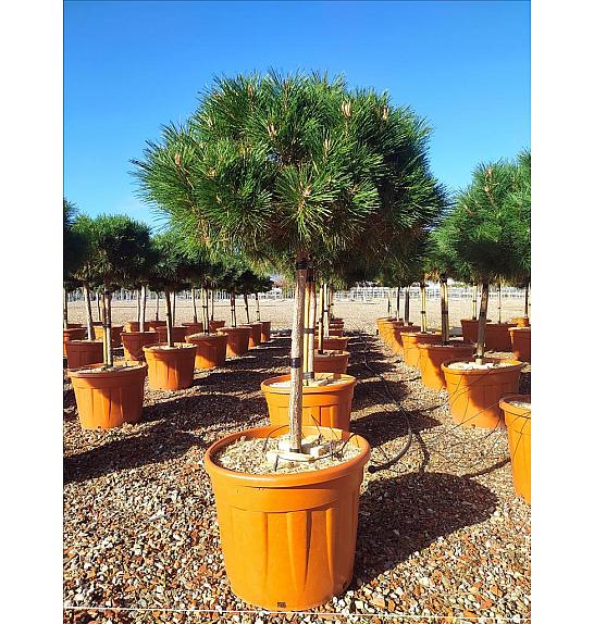 Pinus Nigra Marie Bregeon (R) C70 Lit. Na Steblu 100 cm; Krošnja 80/100 cm (ZEL)