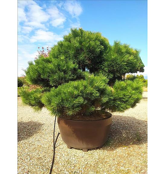 Pinus Nigra Nigra C800 Lit. 175-200 cm; Krošnja 200/250 cm; Bonsai (ZEL)