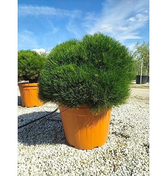 Pinus Nigra Pierrick Bregeon (R) C55 Lit. 60-80 cm; Krošnja 80/100 cm (ZEL)