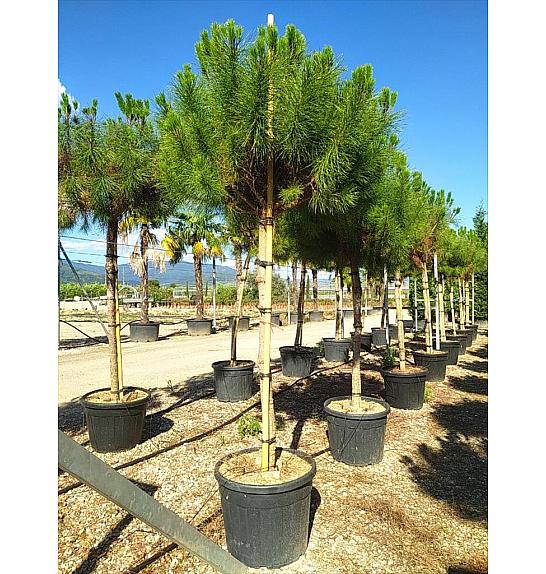 Pinus Pinea C110 Lit. Na Steblu 200 cm; 18/20 cm (ZEL)
