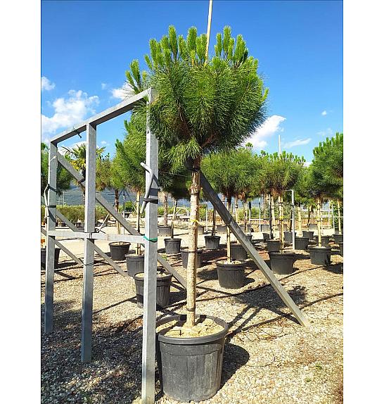 Pinus Pinea C90 Lit. Na Steblu 200 cm; 16/18 cm (ZEL)