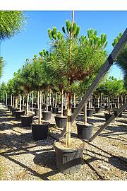 Pinus Pinea C90 Lit. Na Steblu 200 cm; 18/20 cm (ZEL)
