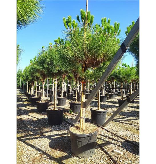 Pinus Pinea C90 Lit. Na Steblu 200 cm; 18/20 cm (ZEL)