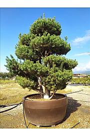 Pinus Sylvestris C1650 Lit. 300-350 cm; Krošnja 250/300 cm; Bonsai (ZEL)