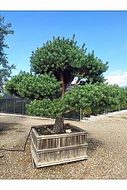 Pinus Sylvestris C500 Lit. 200-250 cm; Krošnja 200/250 cm; Bonsai (ZEL)