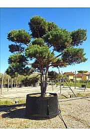 Pinus Sylvestris C500 Lit. 400-500 cm (ZEL)