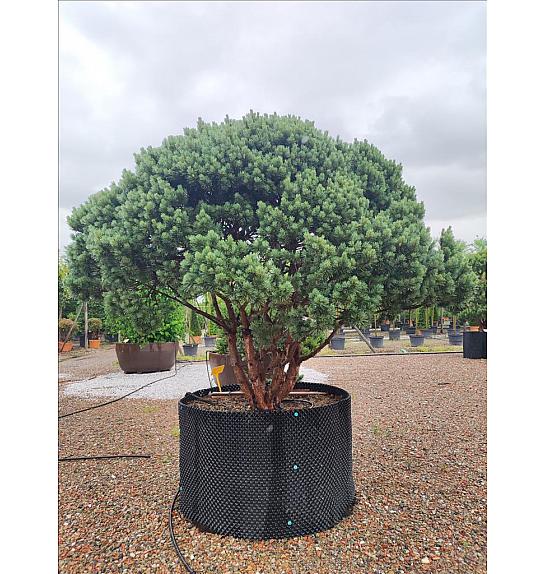 Pinus Sylvestris Nana (= Watereri) C500 Lit. 200-250 cm; Krošnja 250/300 cm (ZEL)