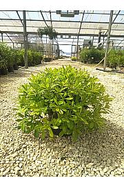 Pittosporum Tob. Nana C10 Lit. 30-40 cm (ZEL)