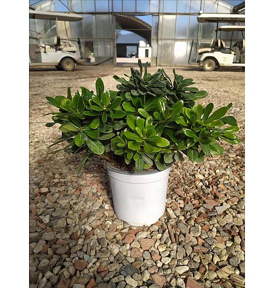 Pittosporum Tob. Nana C3 Lit. 30-40 cm (ZEL)