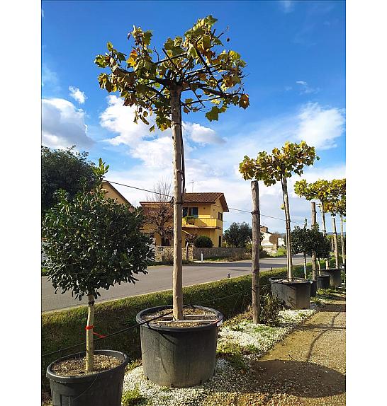 Platanus X Acerifolia C500 Lit. Na Steblu 200 cm; 35/40 cm (ZEL)